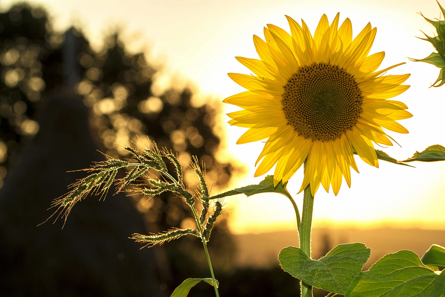 Bärbel Sonja Messmer - Steuerberatung - Sonnenblume